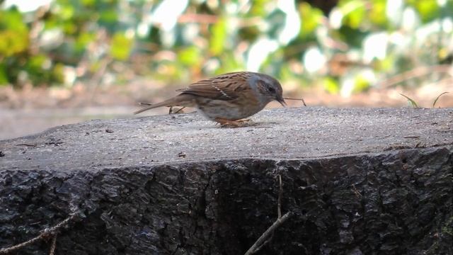 Пение птиц, расслабляющее видео