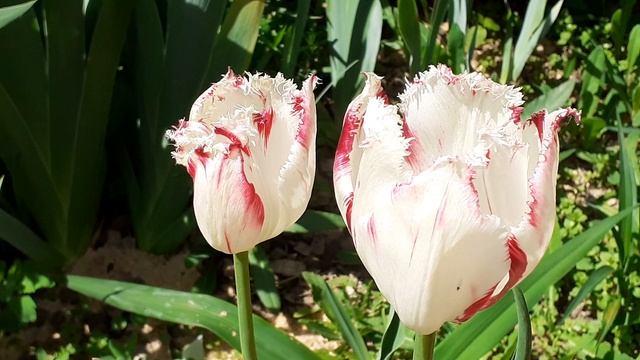 тюльпан сорт КАРУСЕЛЬ