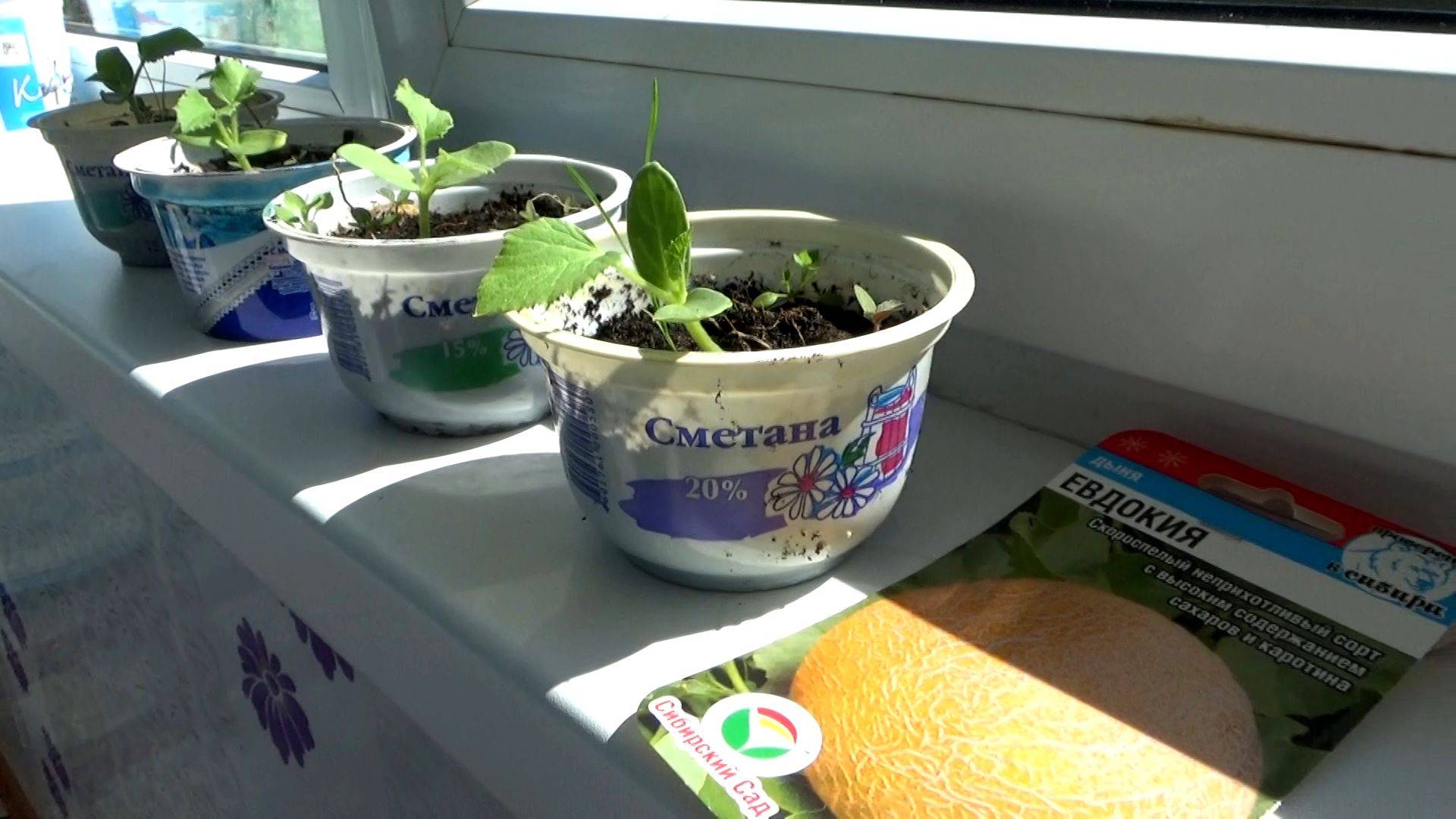 Рассада дынь и арбузов готова к высадке в грунт