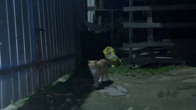 "охота на монстра" ЧАСТЬ.2..Ночь огород..МОНСТР (медведка) повержен..