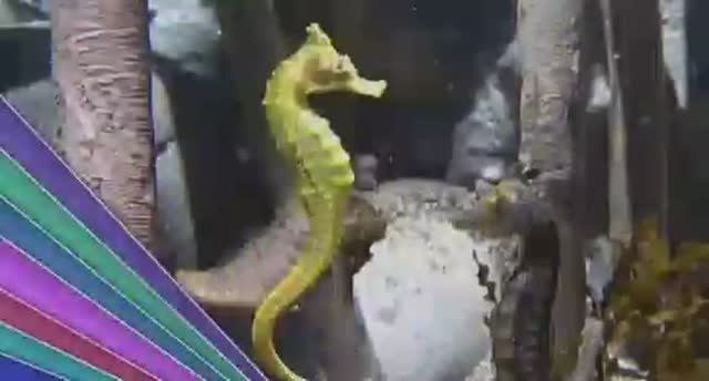 ... Морской Конёк - Что мы знаем о нём....