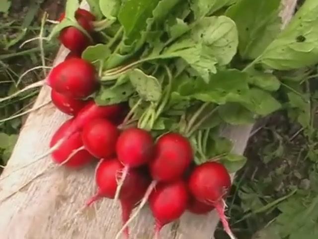 Урожайный сорт редиса "Сакса"