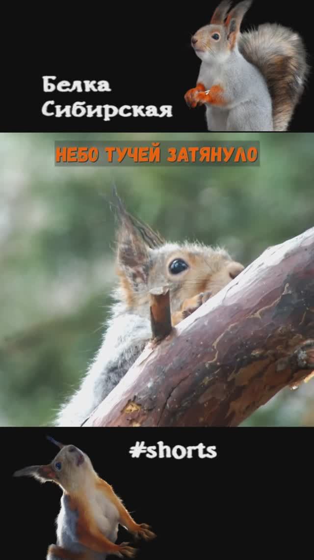 Белки во время грозы