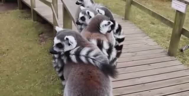 ... Остров Мадагаскар - Что мы знаем о нём....