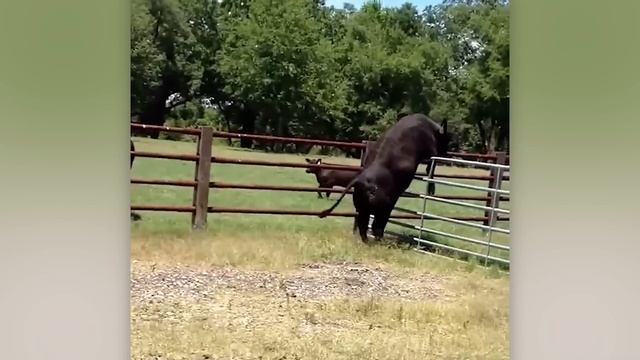 Топ побегов ,животных из неволи.