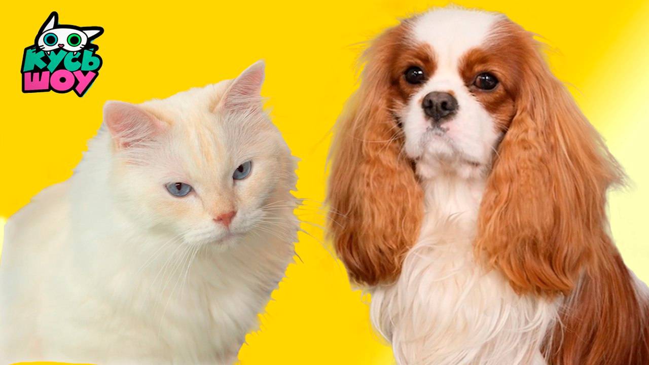 Проворность питомцев — Кусь-шоу — Весёлые челленджи для котика и собачек