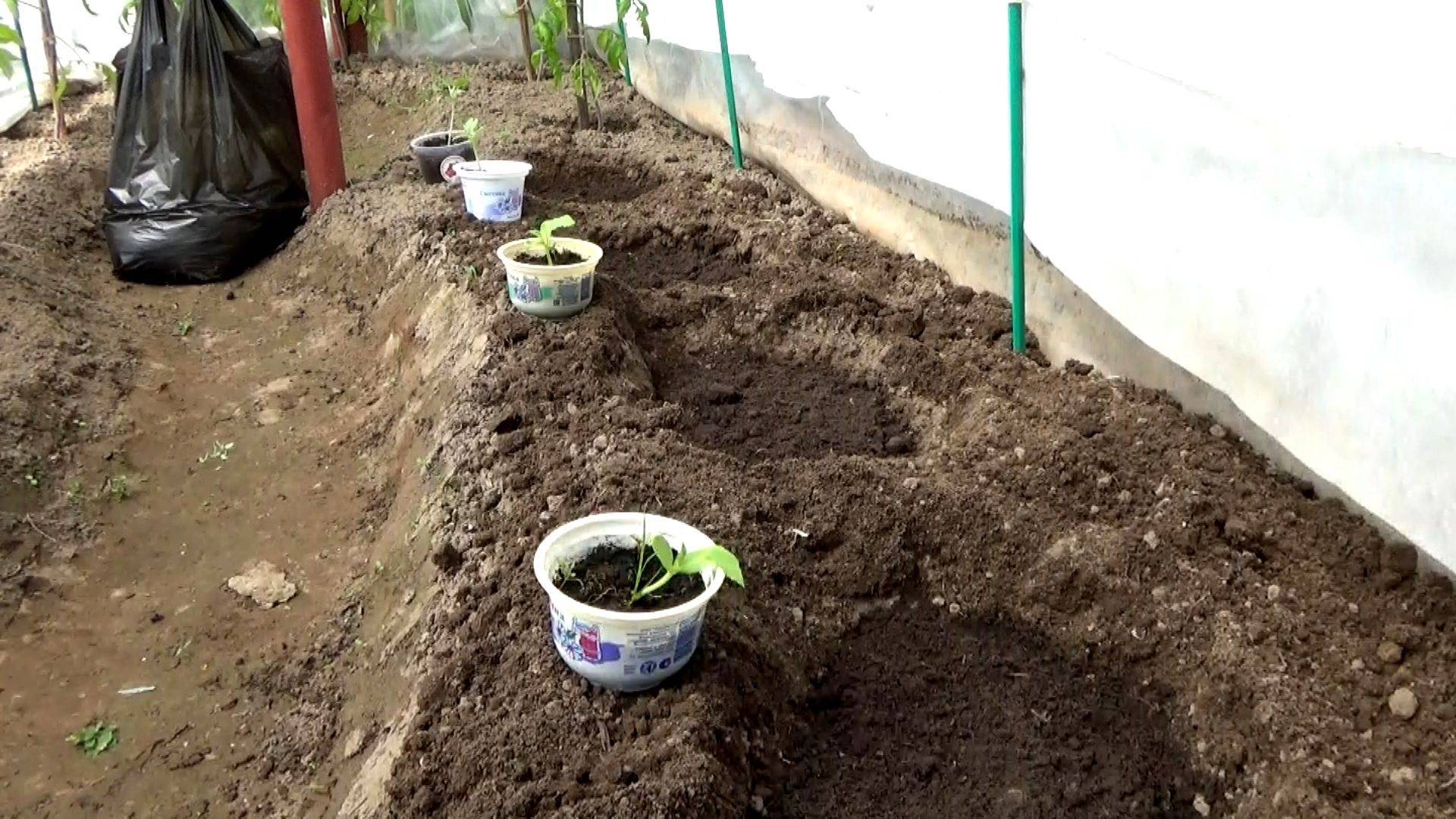 Посадка рассады дынь и арбузов в парник