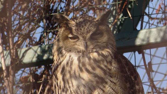 Ребята и зверята. Пеликан 31.05.2025