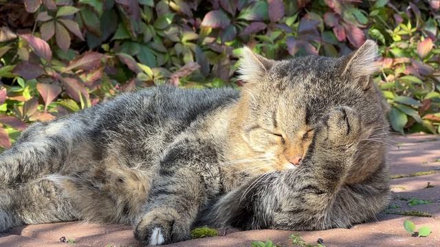 Чистоплотность в крови у Барсика