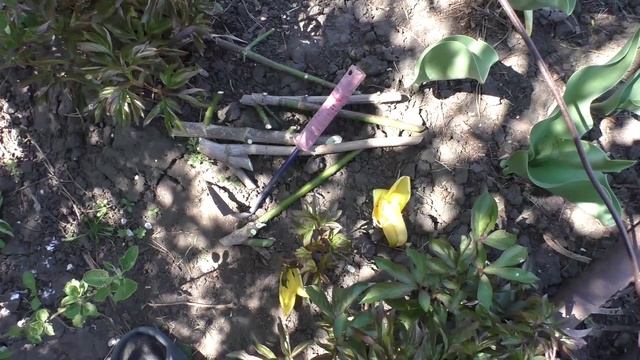 Прикапываю веточки яблони для получения саженца