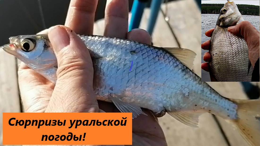 Поехали за трофейной уклейкой - получили улов подлещика и плотвы!