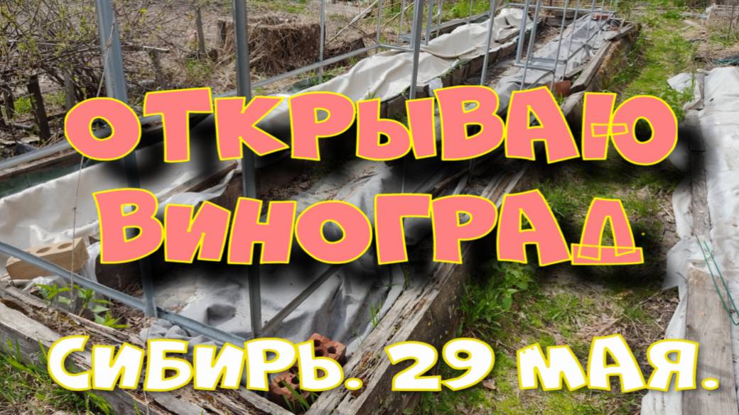 ОТКРЫВАЮ ВИНОГРАД ПОСЛЕ ЗИМОВКИ.