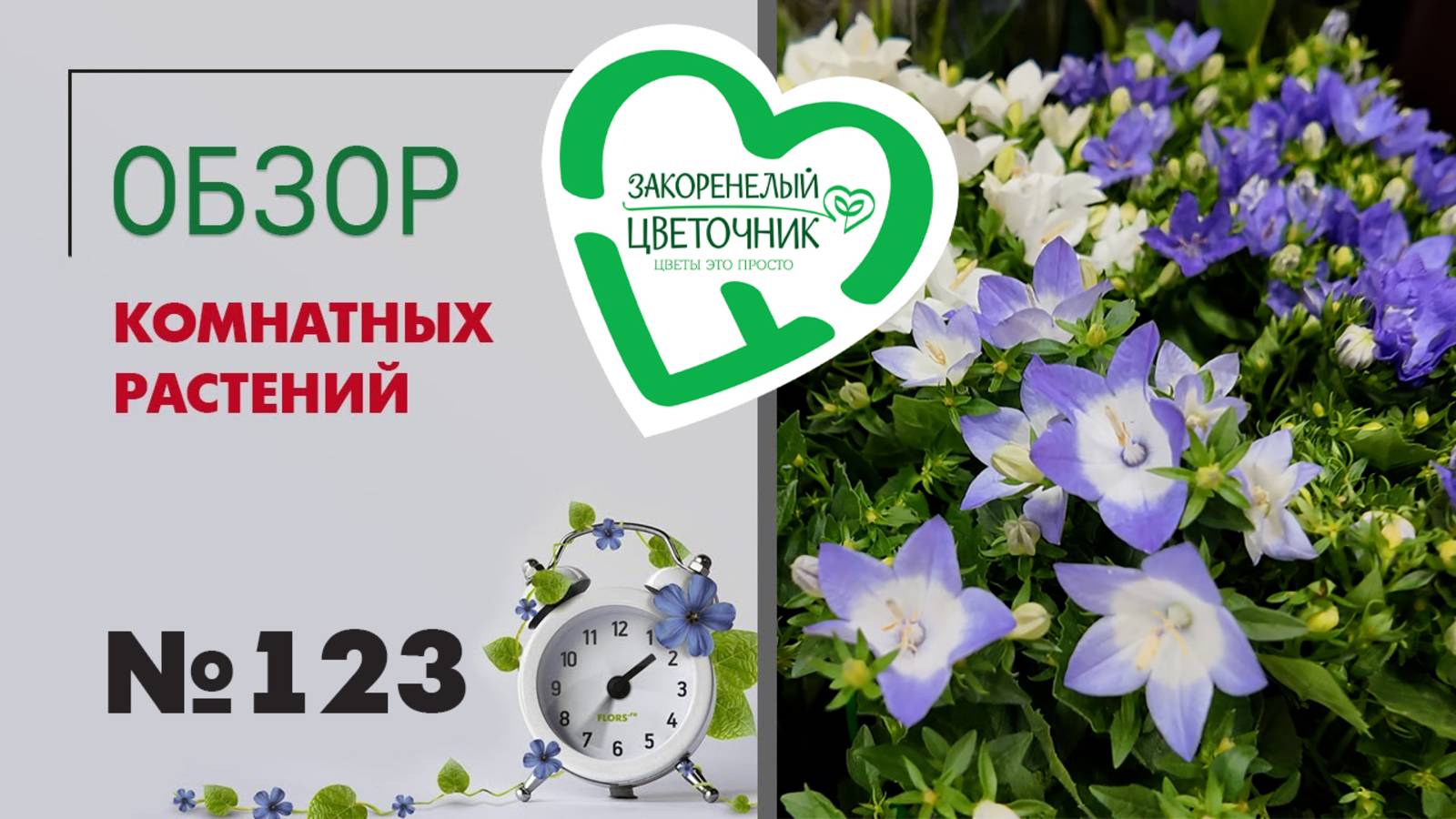 Обзор растений: аглаонемы, папоротники, алоказии, фикусы, пальмы, кактусы, алоэ, филодендроны #123