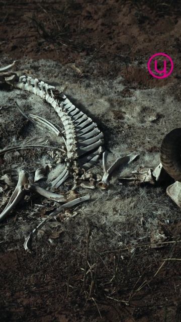 ЧТО ДЕЛАТЬ, чтобы избежать вымирания? Альберто Виллолдо.