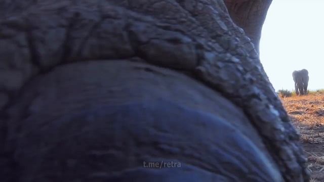 camera elefант