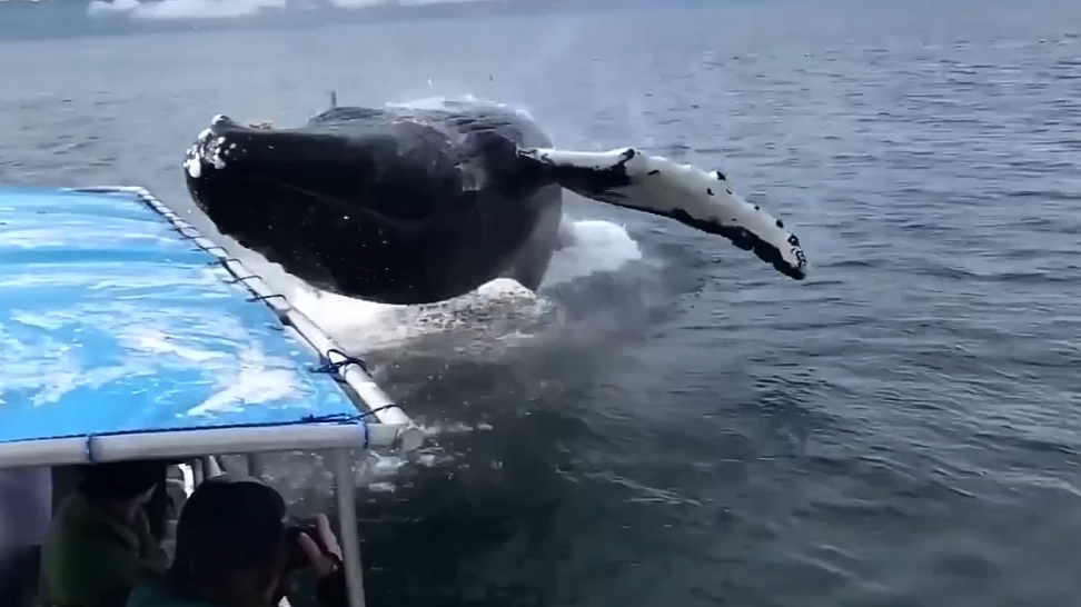 Выходки животных ,снятые на камеру