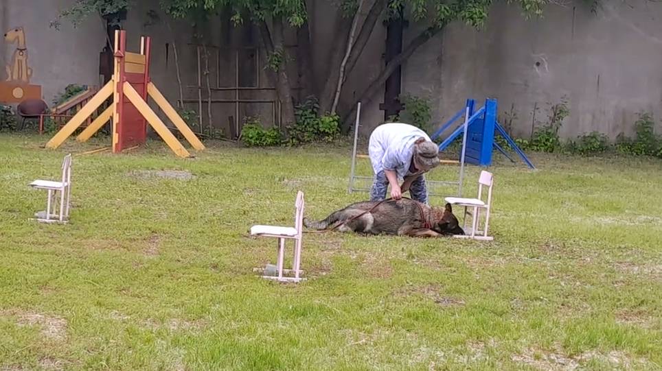 Первое занятие Делики по поиску целевого вещества.