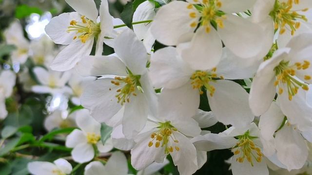 Цветут на Севере сады..