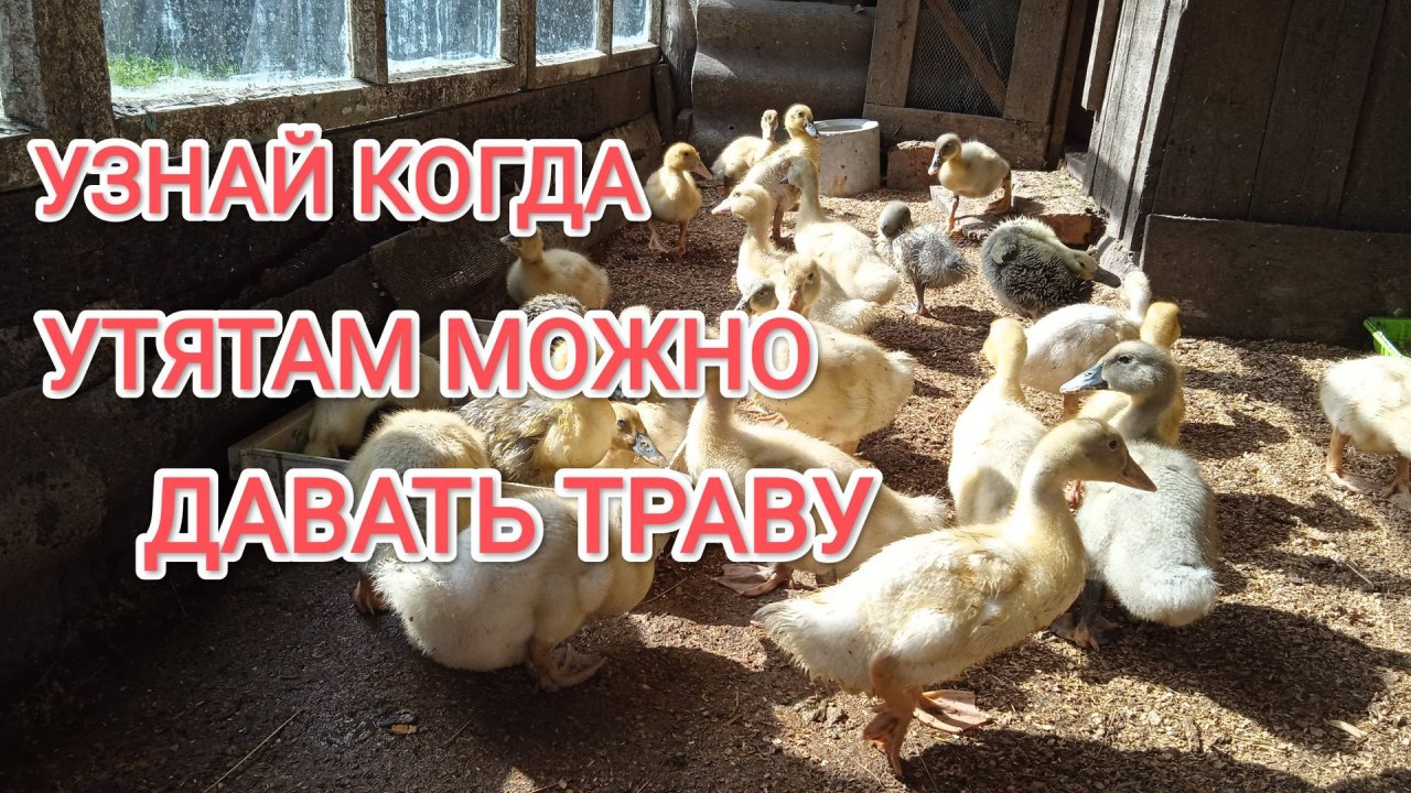 Какую траву можно давать утятам и в каком возрасте