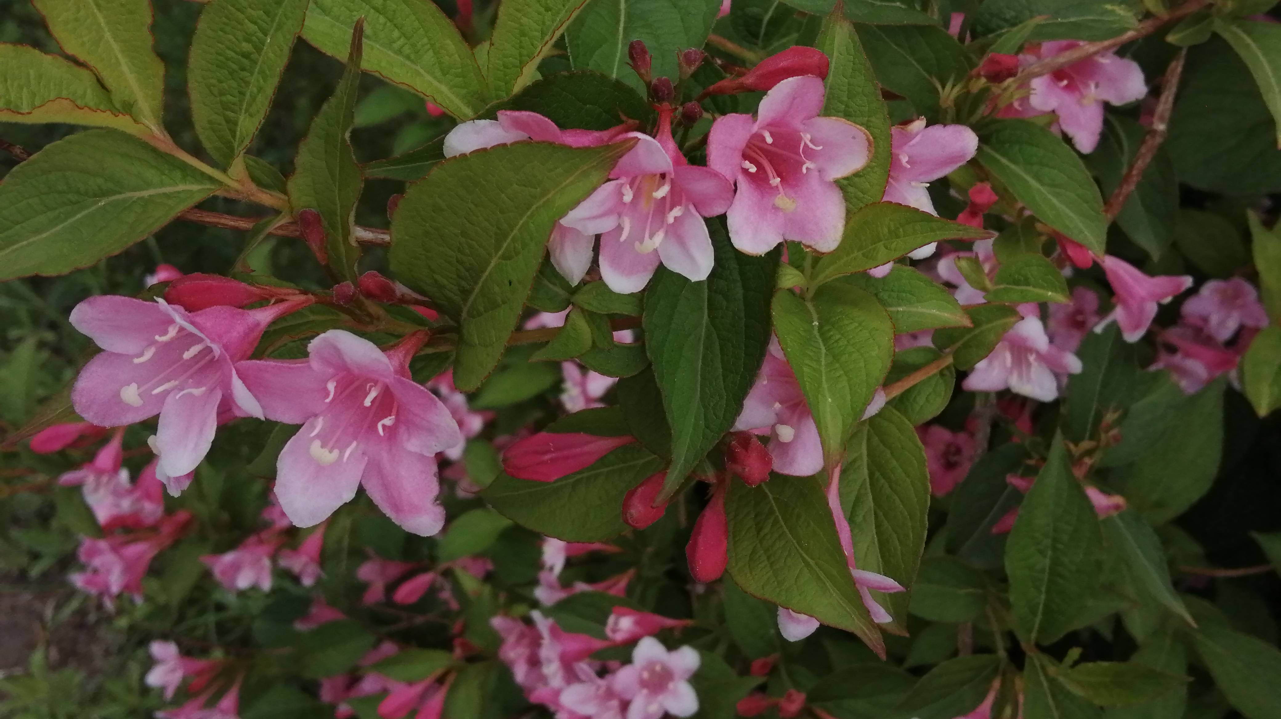 Яркий май в моём саду.