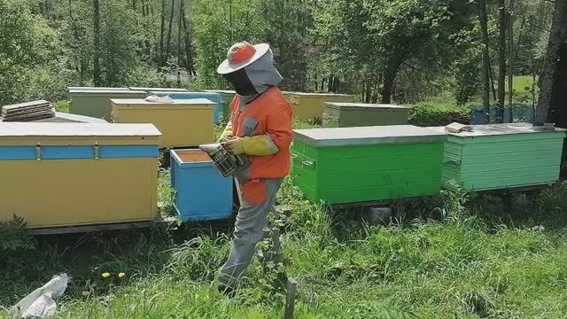 Осмотр пчелосемей на двух пасеках. Деление и не деление на пол-лёта.
