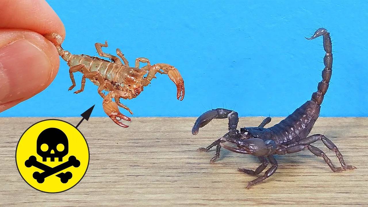 Вот почему Скорпион может умереть семь раз в течении жизни!