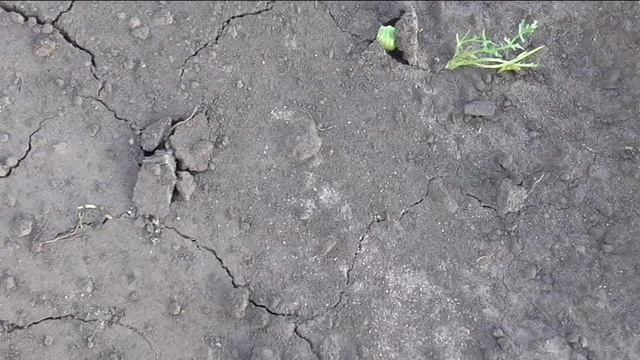 Огурцы взошли на шестой день