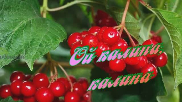 Ой калина, калина-Автор песни-Людмила Бурачевская-вокал-Милы Слободян-канал Музыка Любви  и Надежды.