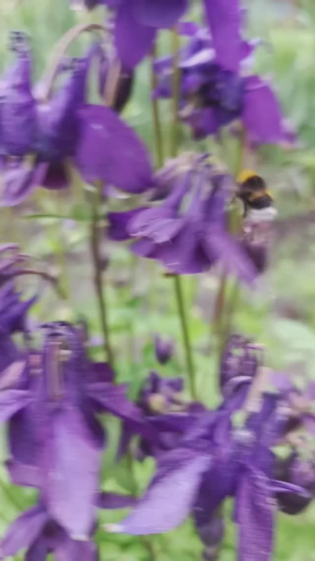 Шмель мохнатый #nizuvivideo #природа