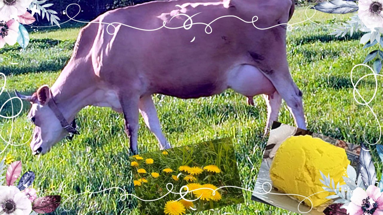 ОДУВАНЧИКОВОЕ МАСЛО НА БЕЛОЙ КОЗЕ🧀🌼