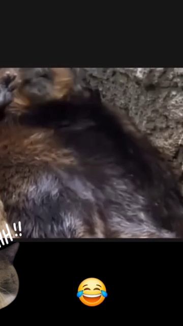 Когда ты на удаленке и попросили подключиться к зуму в 11 часов