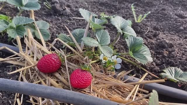 Как выращивают клубнику в Краснодарском крае Часть 2