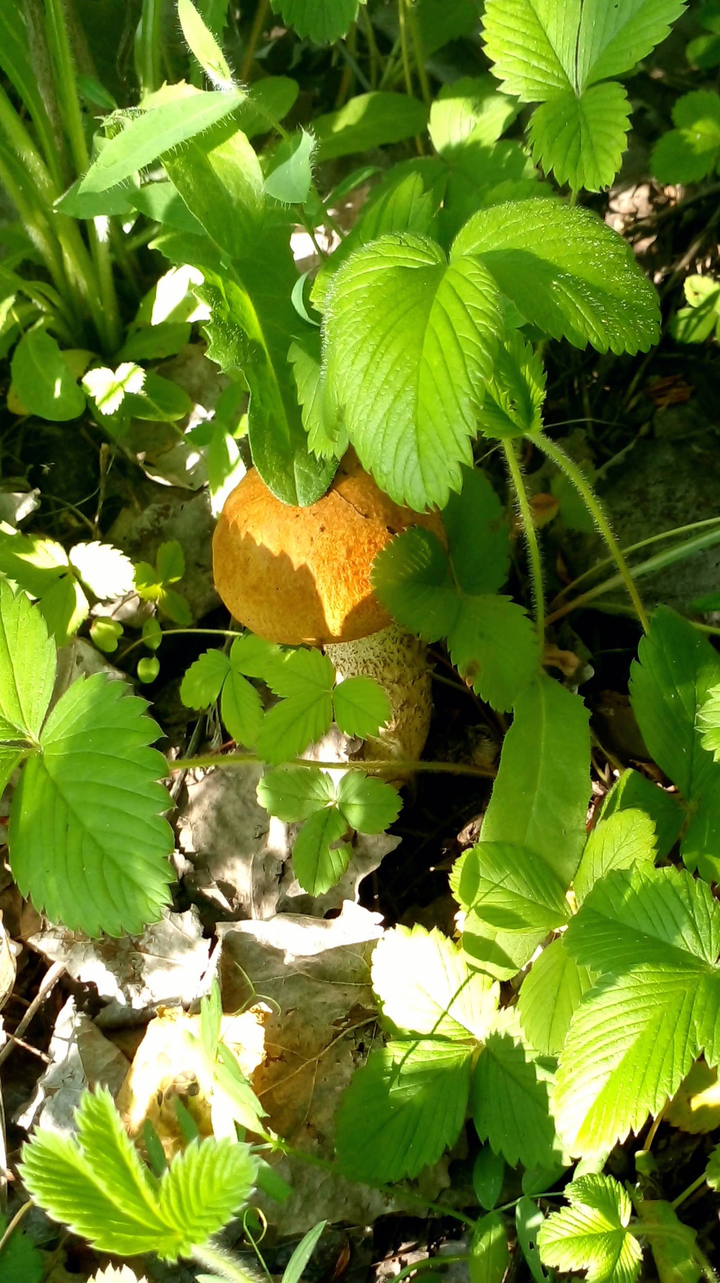 Подосиновики-2025. Майские