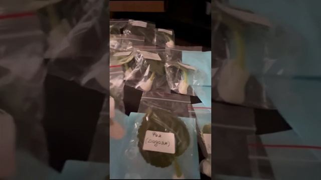 Спасибо дорогой Светлане Кочетковой за теплый и душевный отзыв о наших черенках фиалок!