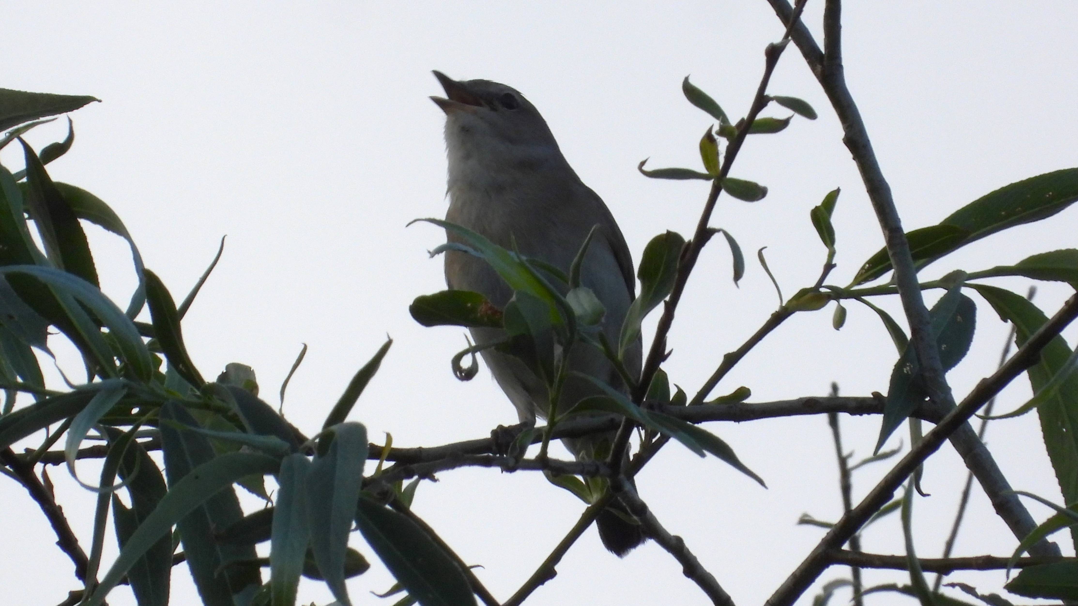 Голоса птиц, Садовая Славка, наблюдение в Великом Новгороде 31 мая 2025