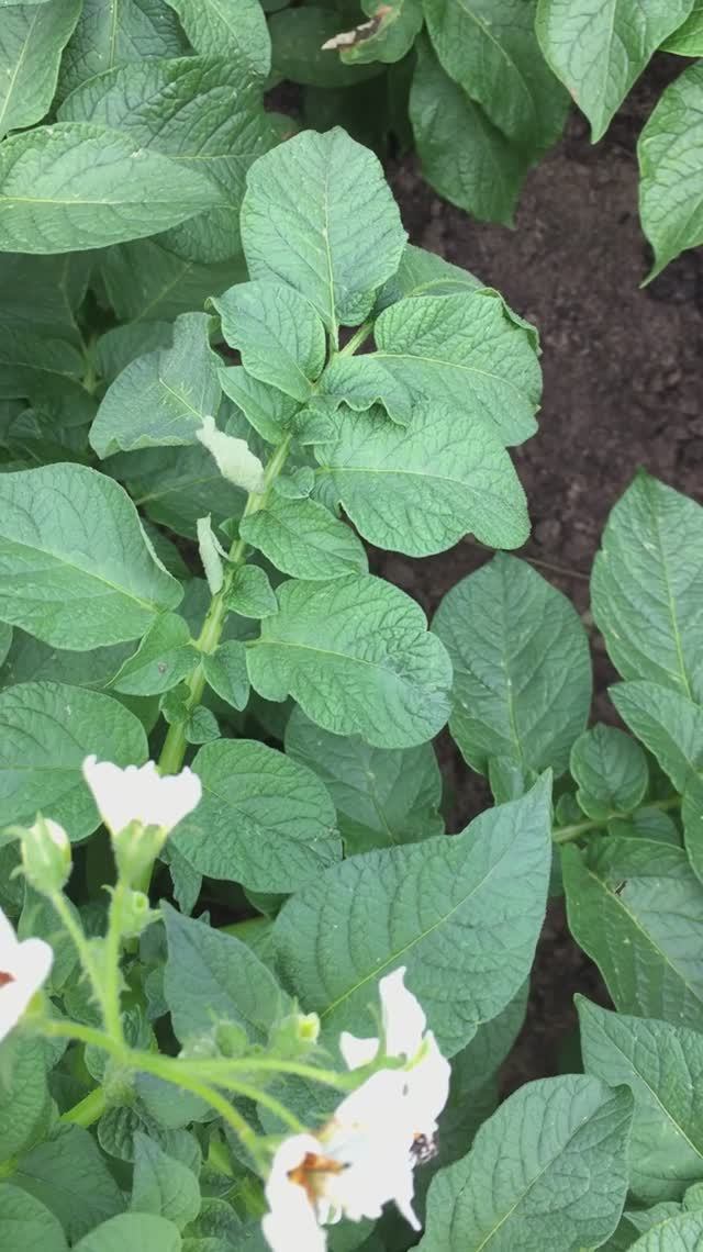 Можно ли увеличить урожай картошки бесплатно