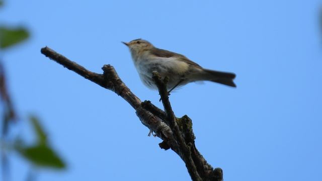 Голоса птиц. Пеночка Теньковка, наблюдение в Великом Новгороде 31 мая 2025