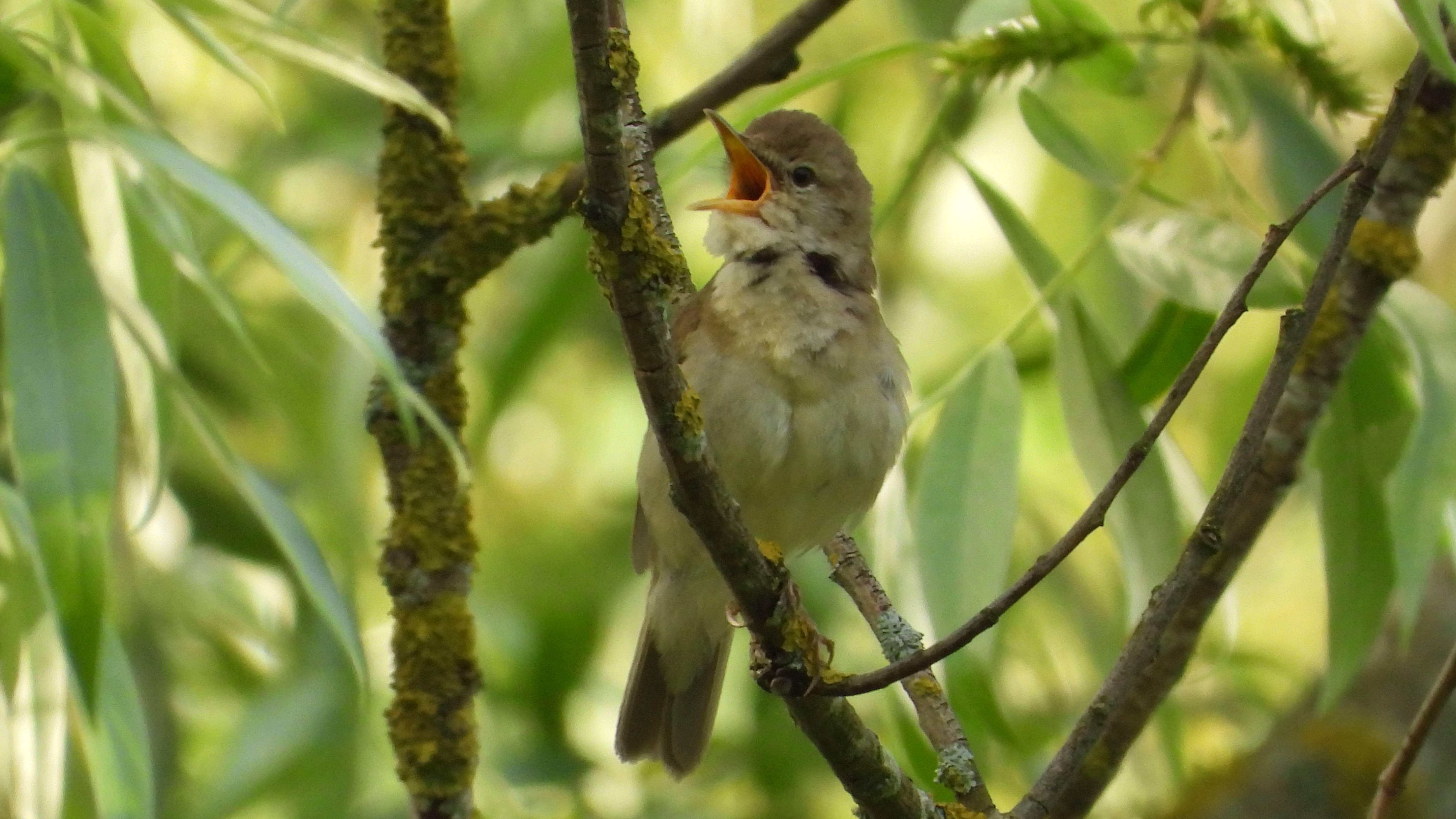 Голоса птиц, Садовая Камышевка, наблюдение в Великом Новгороде 31 мая 2025.
