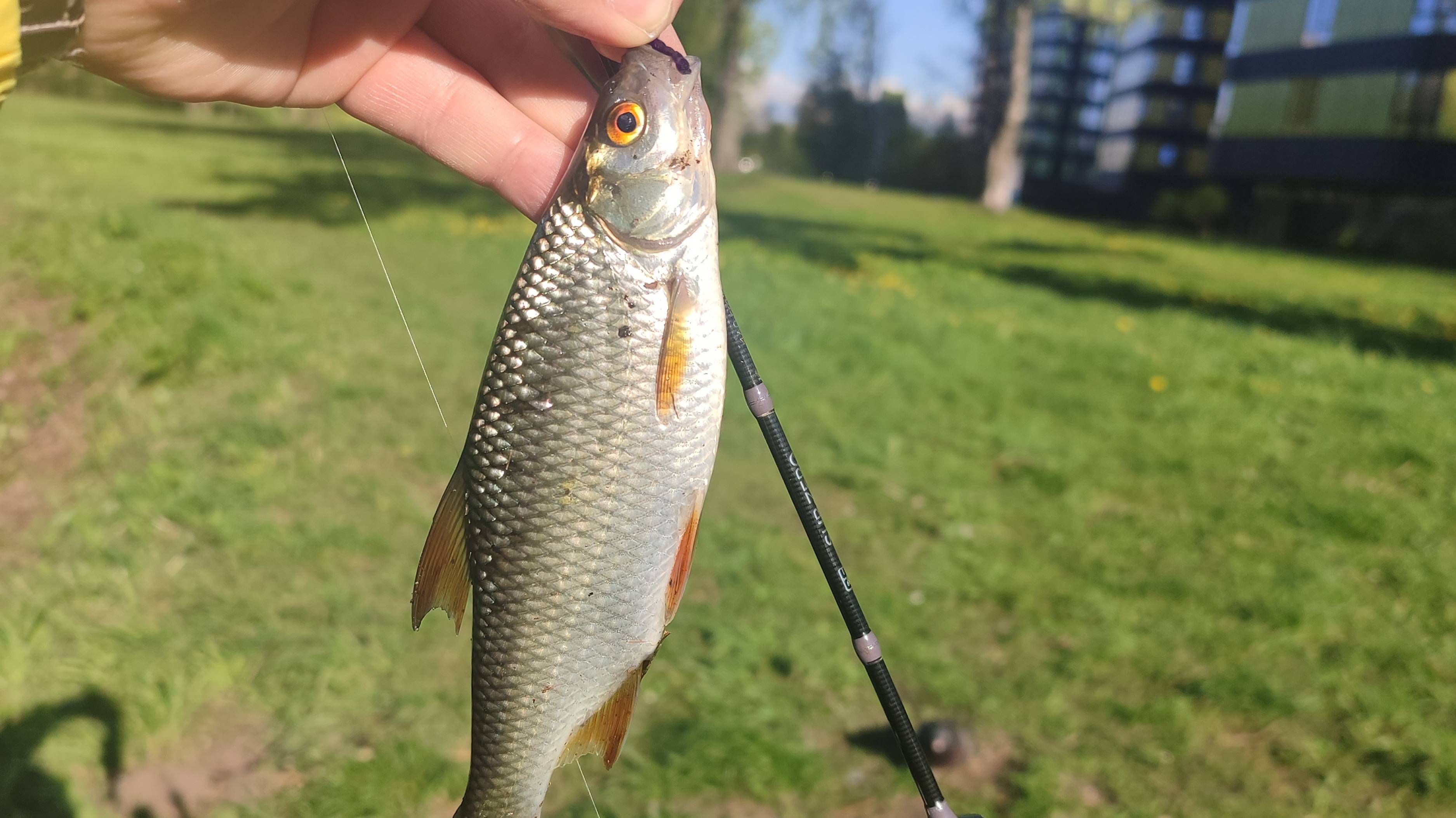ВЕСЕННИЙ МОРМЫШИНГ НА ДОМАШНЕМ ПРУДУ🐠🐠🐠