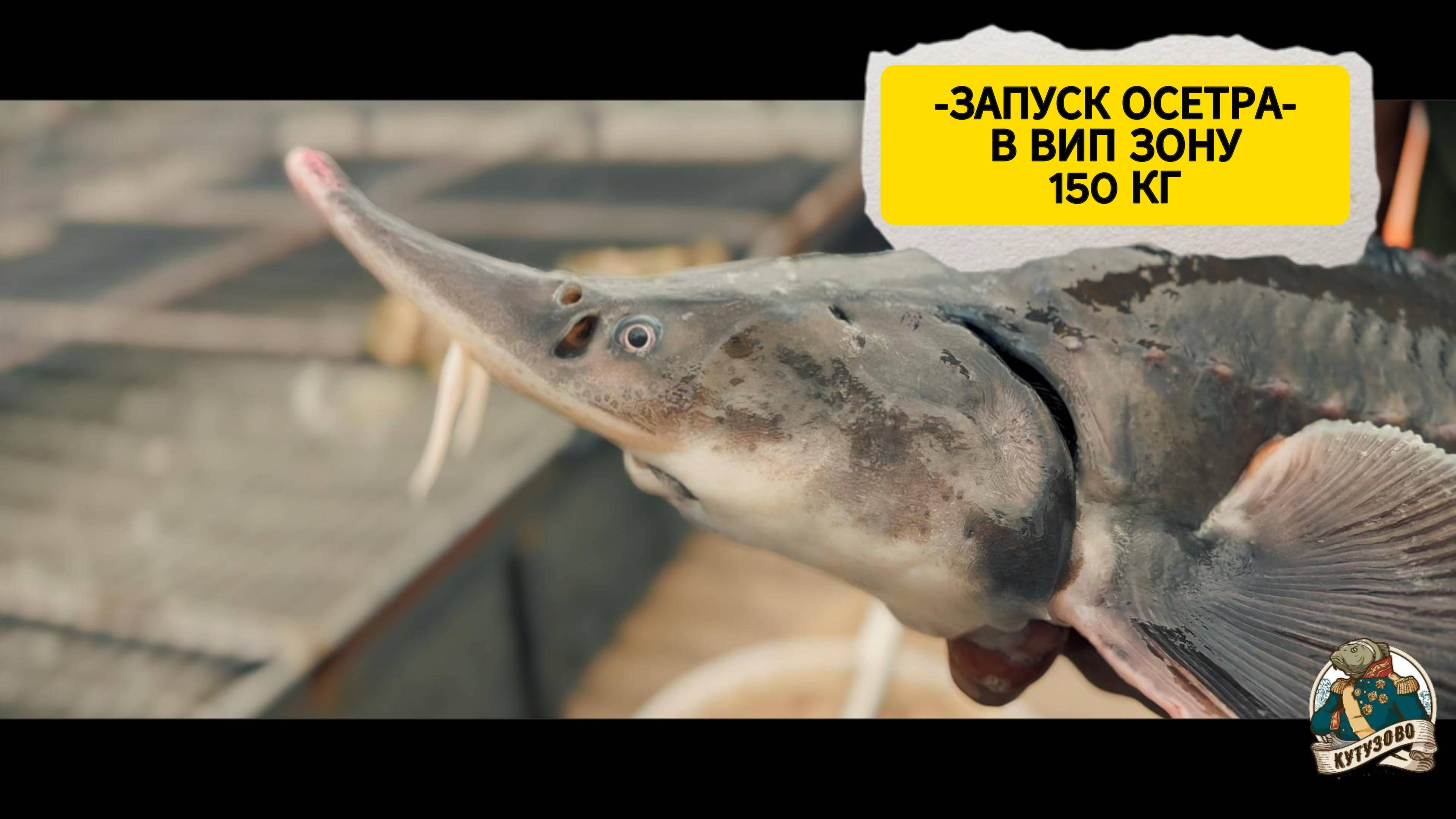 зарыбление 150 кг осетра в вип зону. 31.05