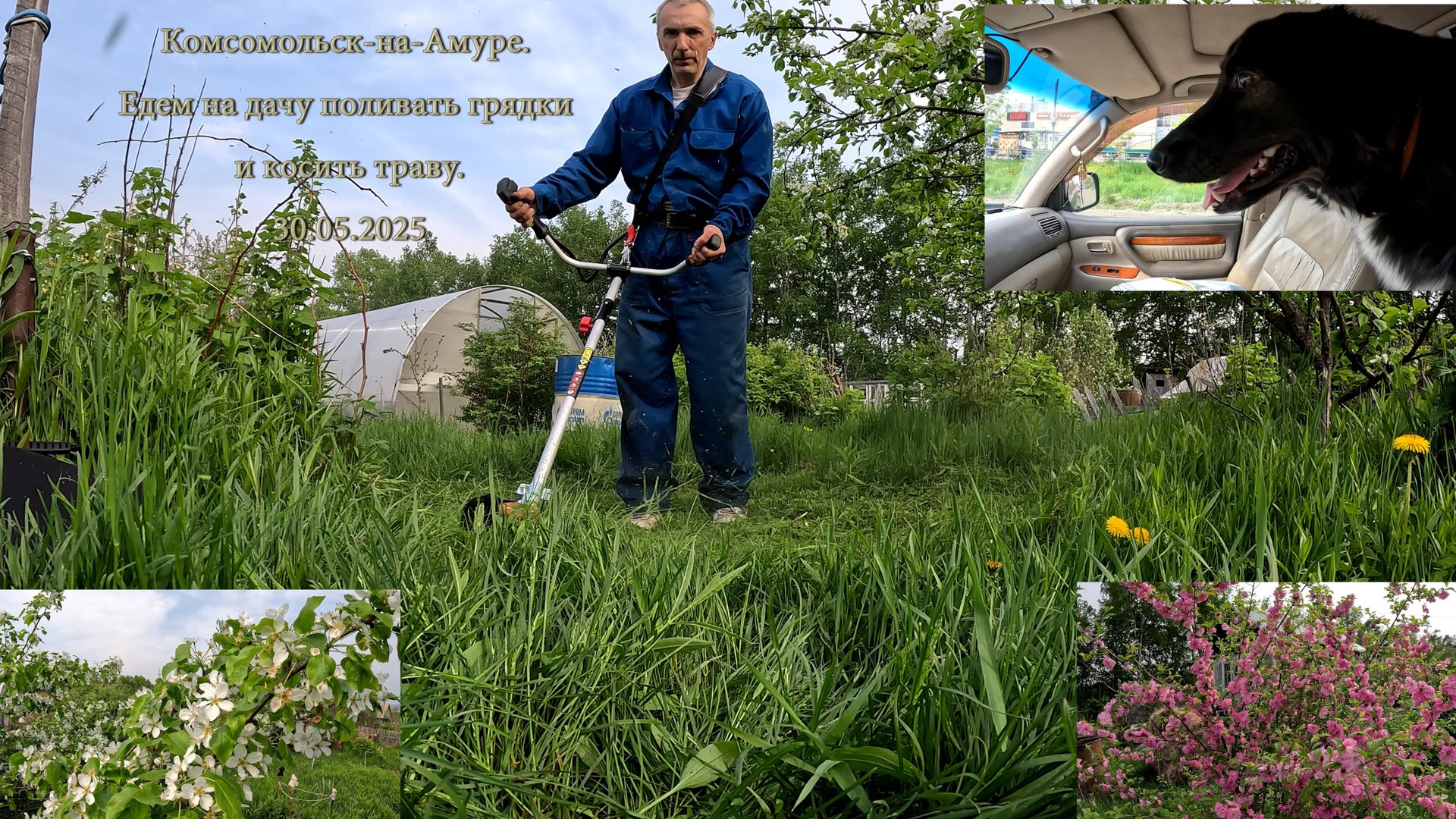 Комсомольск-на-Амуре. Дача. Косим траву. 30.05.2025