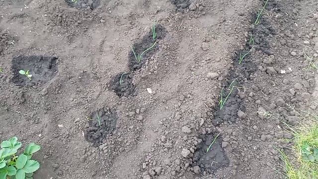 Собачий завтрак ☺