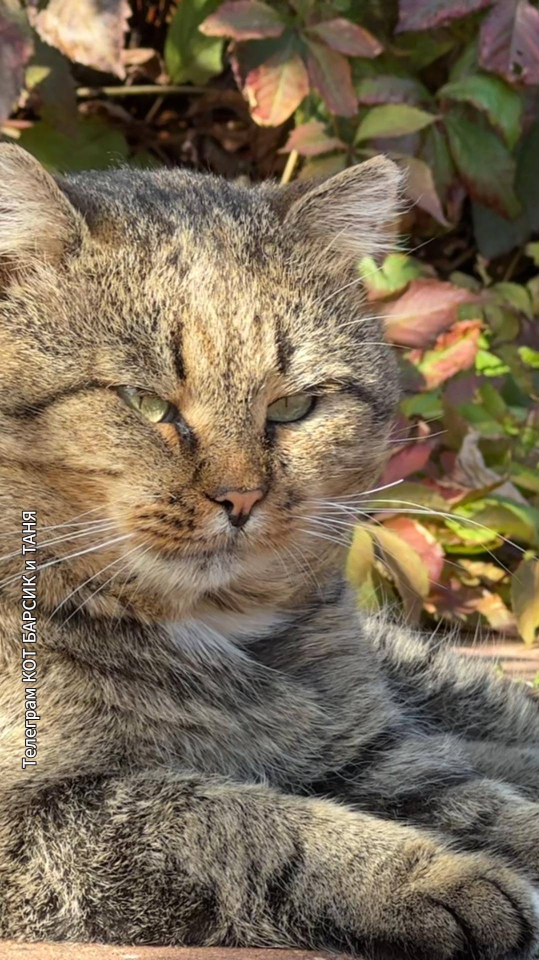 СТИХИ О БАРСИКЕ  Татьяны Федоровой