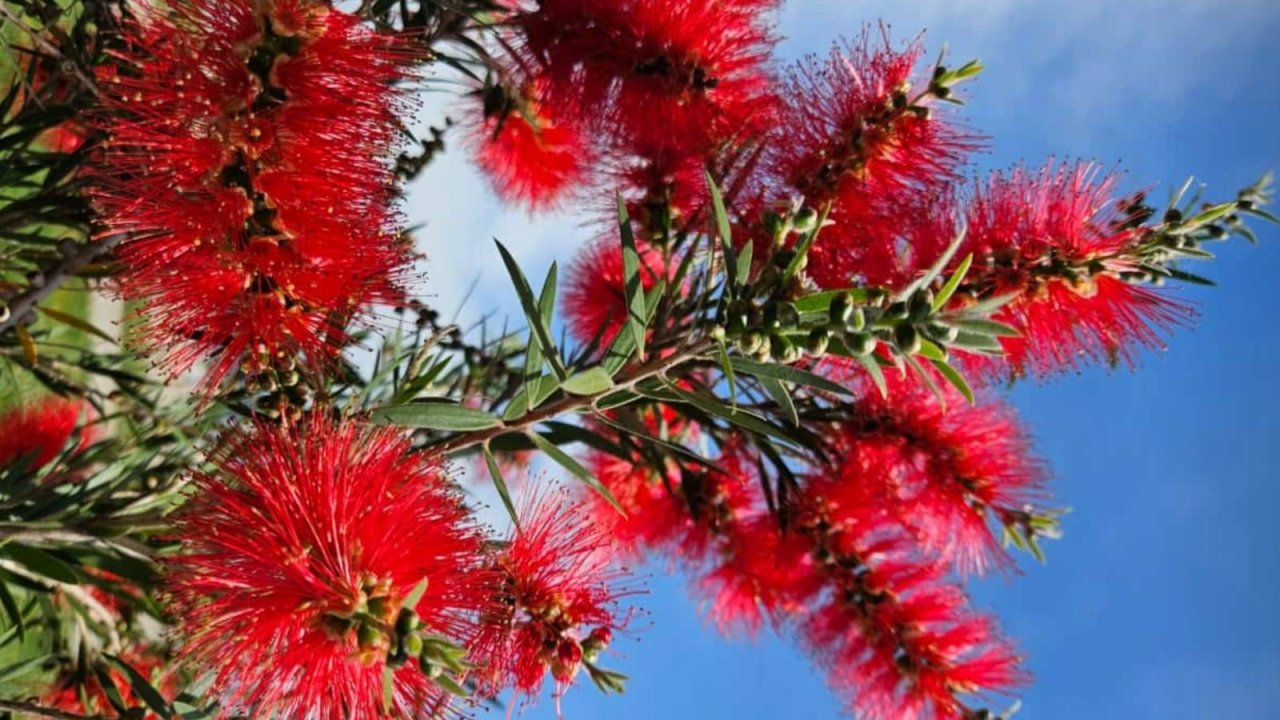 В Сочи цветет Каллистемон (Callistemon)