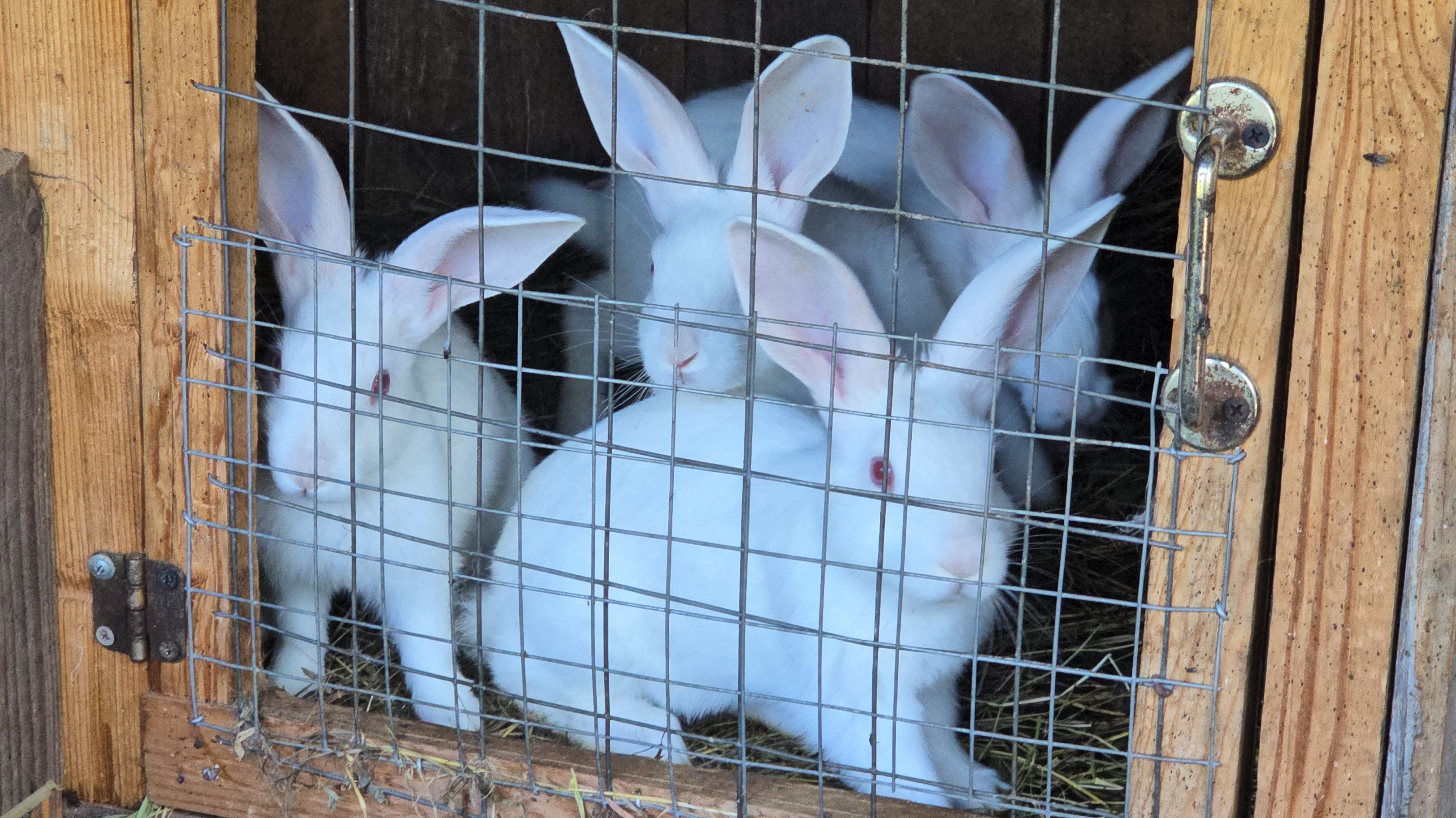 Час кролика