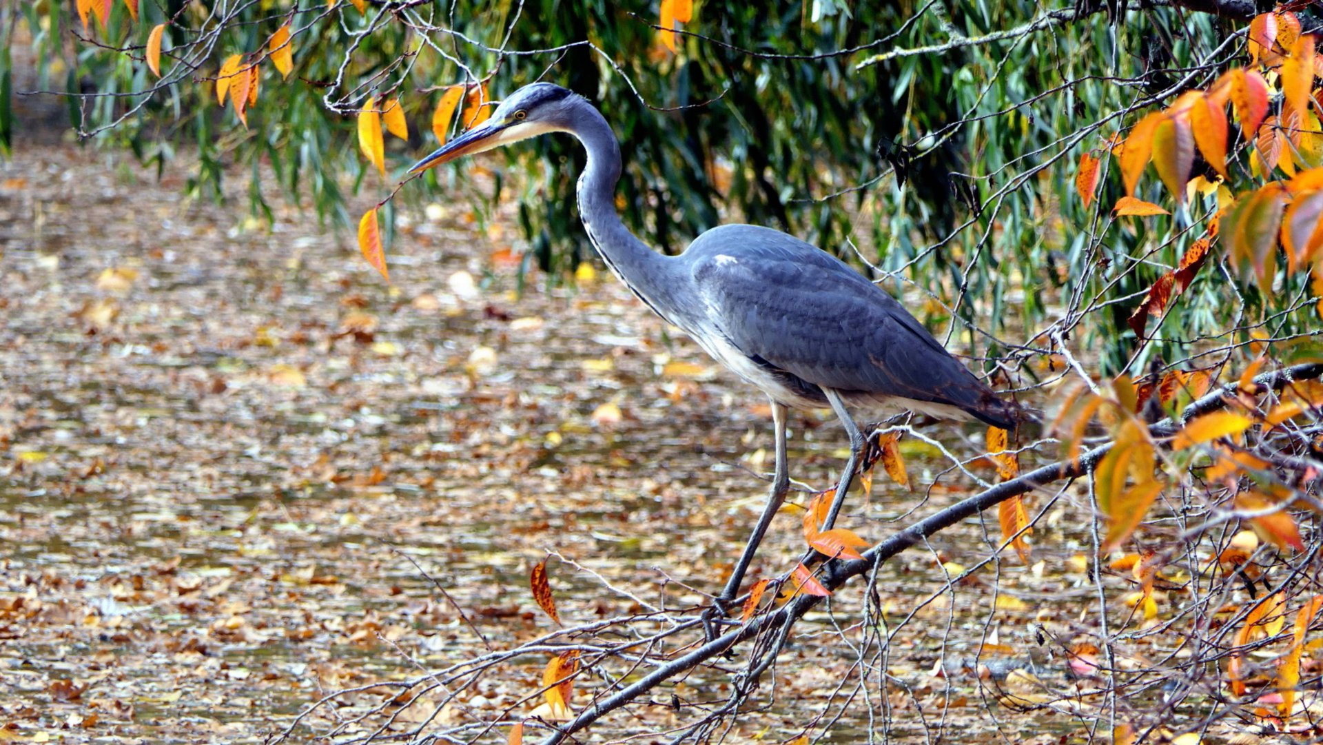"Серая Цапля" в полете на озере Röhrensee /Graureiher im Flug auf dem Röhrensee/