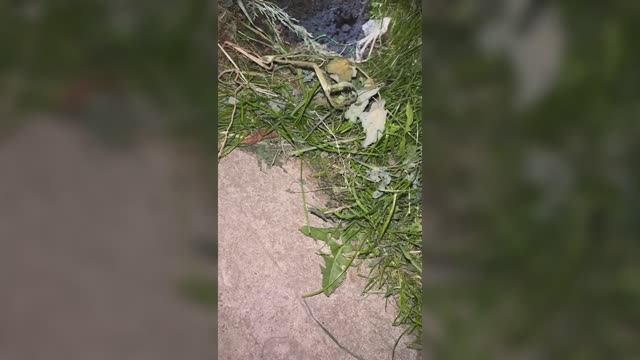 Охота на монстра..ночь огород.. не понятные звуки..Ч.1.