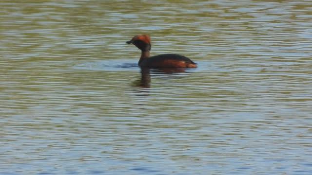 Поганка Красношейная, наблюдение птиц в Новгородской области, 1 июня 2025