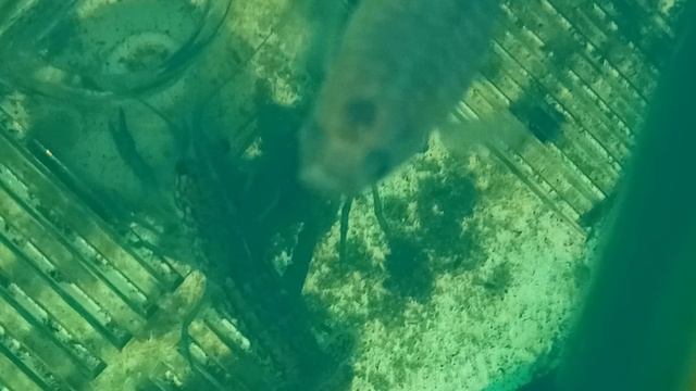 мраморные раки утро 01-06-2025