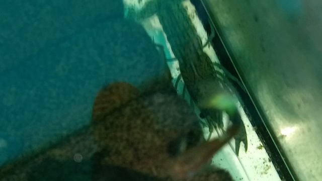 мраморные раки 01-06-2025